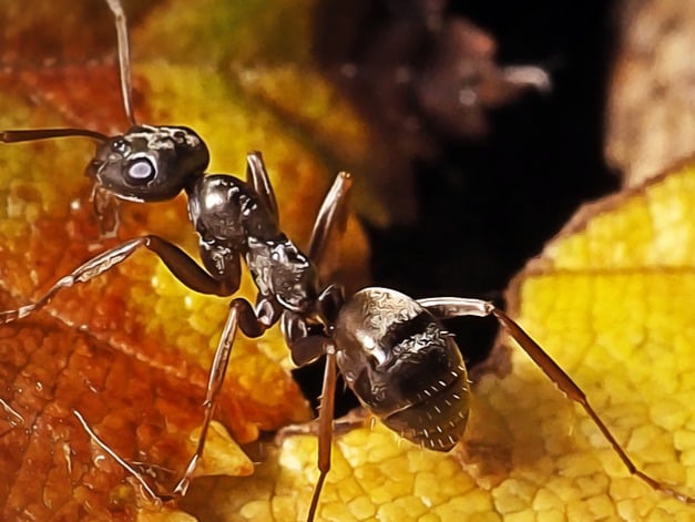 Ants Can Sniff Out Tumors In Urine   1 